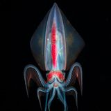 Travel Photographer of the Year