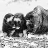 Travel Photographer of the Year