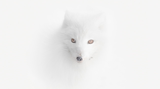 Travel Photographer of the Year