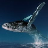 Travel Photographer of the Year