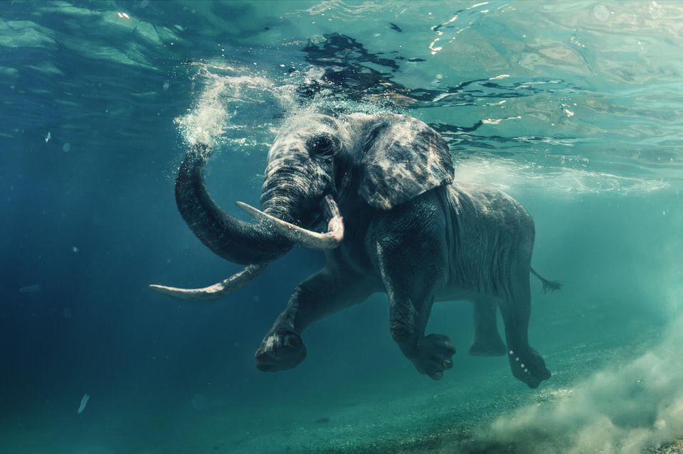 Schwimmender Elefant unter Wasser