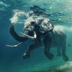 Schwimmender Elefant unter Wasser