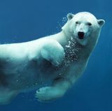 Schwimmender Eisbär unter Wasser