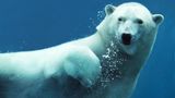 Schwimmender Eisbär unter Wasser
