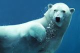 Schwimmender Eisbär unter Wasser