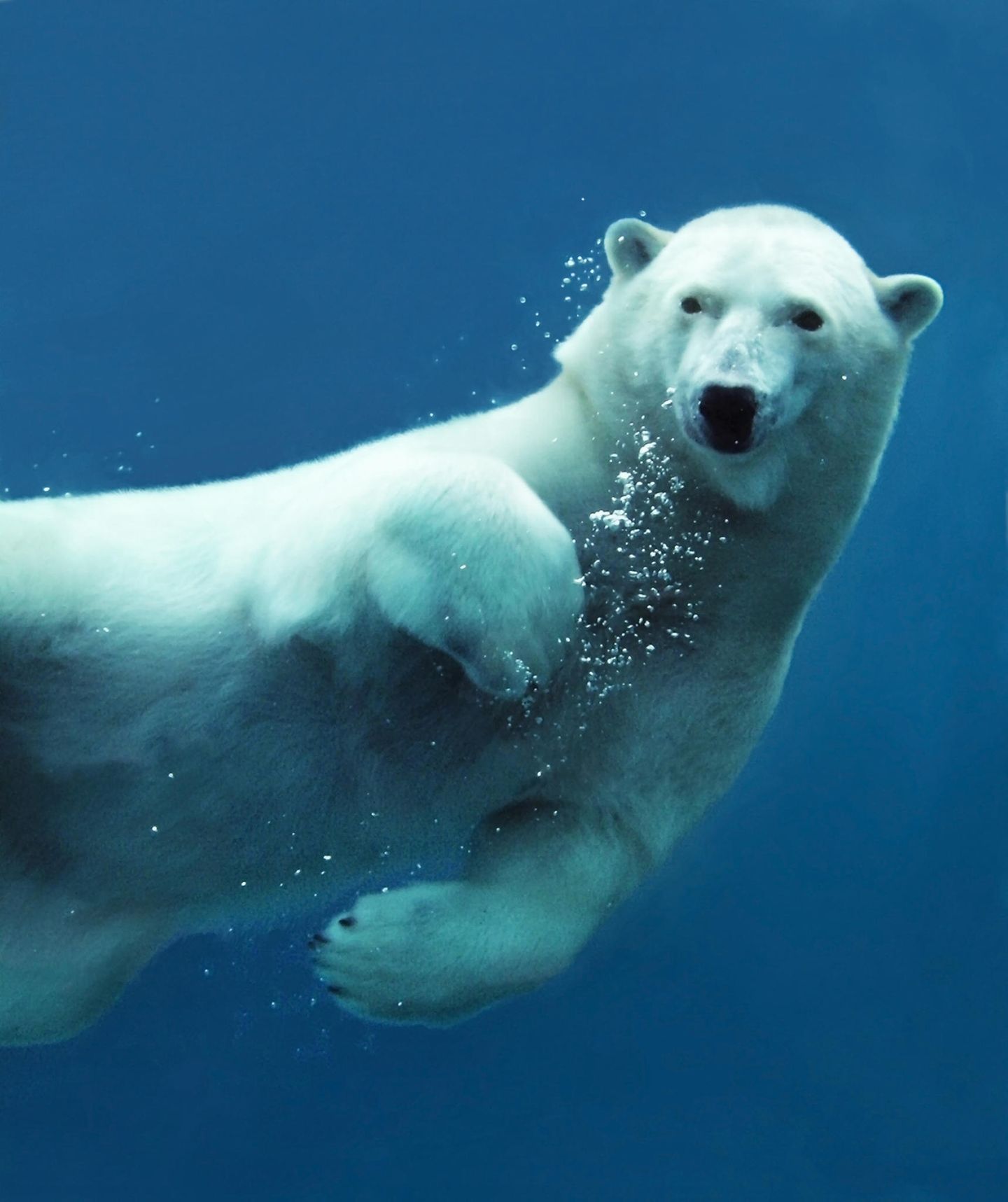 Schwimmender Eisbär unter Wasser