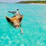 Schwimmendes Schwein mit Vogel auf dem Rücken