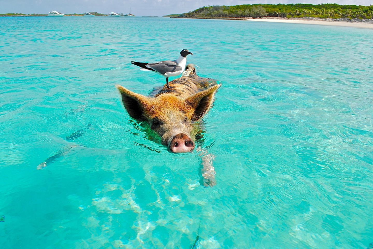 Schwimmendes Schwein mit Vogel auf dem Rücken
