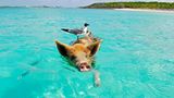 Schwimmendes Schwein mit Vogel auf dem Rücken