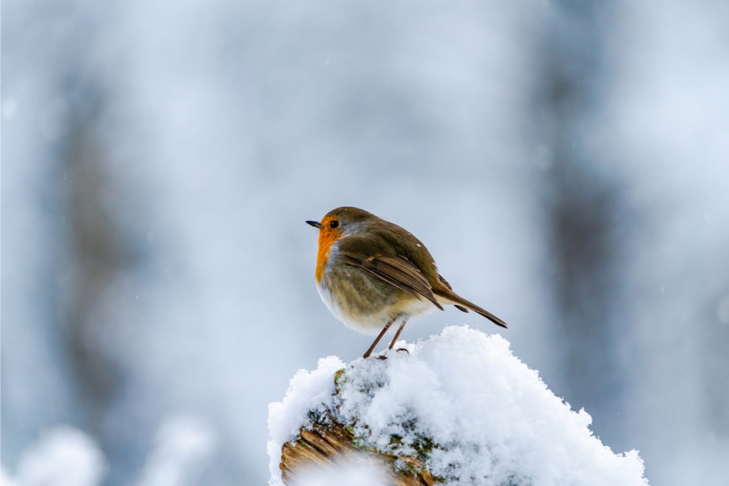 Vogel Gegen Scheibe Geflogen Genickbruch