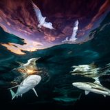 Renee Capozzola/UPY 2021