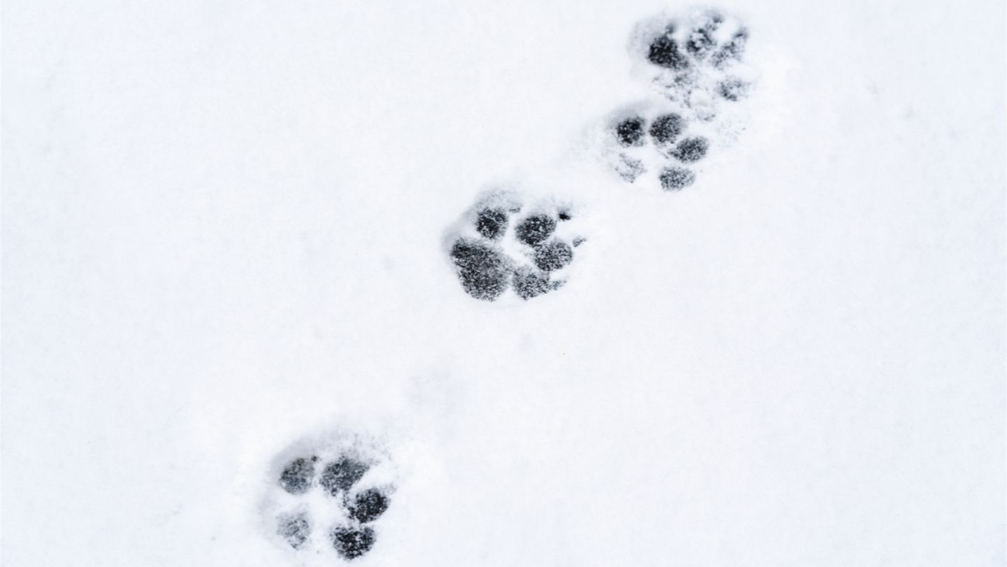 Tierspuren Quiz Wer Schritt Hier Durch Den Schnee Geo