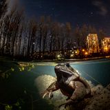 Mark Kirkland/UPY 2021