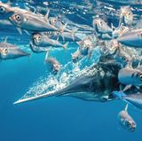 Karim Iliya/UPY 2021