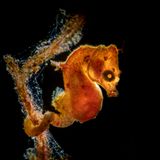 Galice Hoarau/UPY 2021