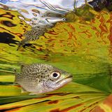 Jack BERTHOMIER/UPY 2021