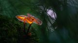 Janis Palulis, Latvia, Winner, National Awards, 2021 Sony World Photography Awards