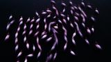 Naser Alomari, Kuwait, Winner, National Awards, 2021 Sony World Photography Awards
