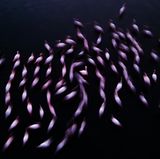 Naser Alomari, Kuwait, Winner, National Awards, 2021 Sony World Photography Awards