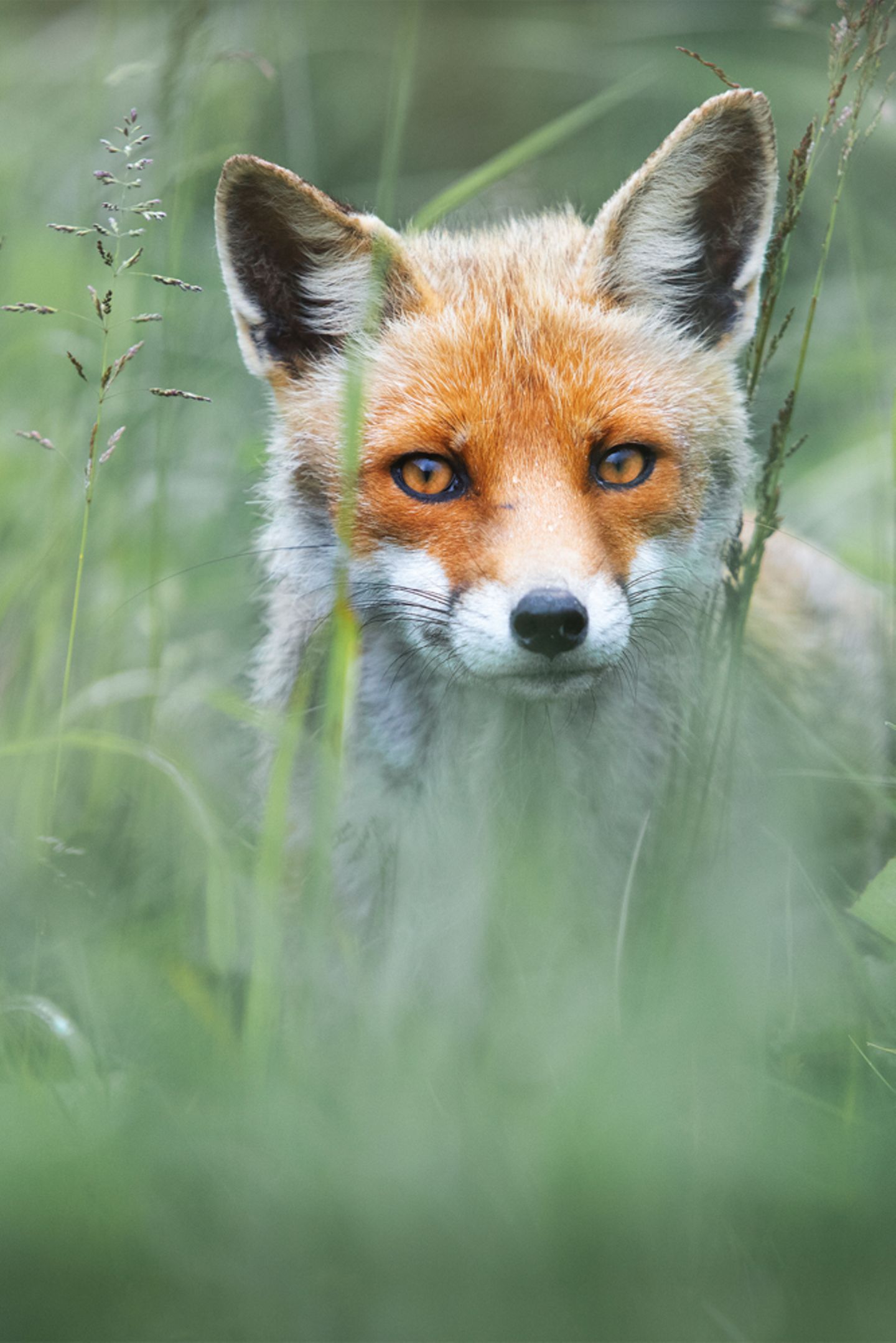 Davide Giannetti, Italy, Winner, National Awards, 2021 Sony World Photography Awards
