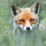 Davide Giannetti, Italy, Winner, National Awards, 2021 Sony World Photography Awards