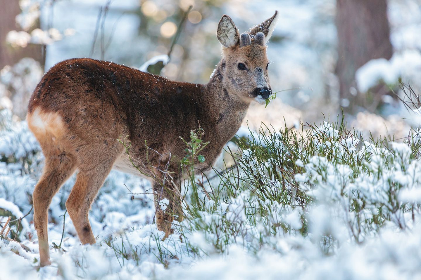 Reh im Schnee
