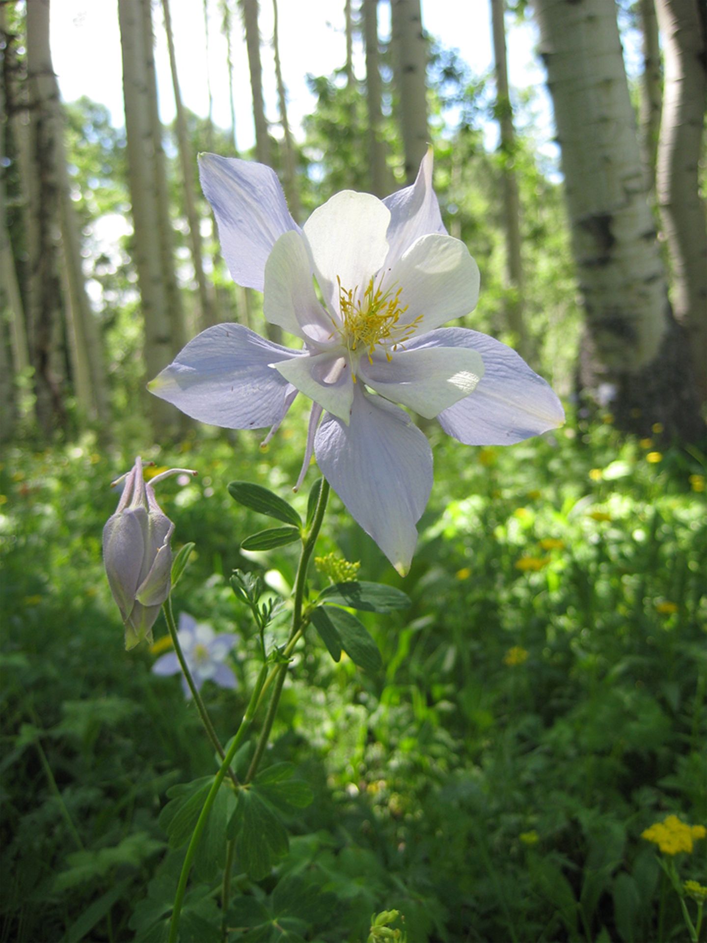 Allergien: Rocky Mountain Columbine Blume im US-Bundesstaat Colorado