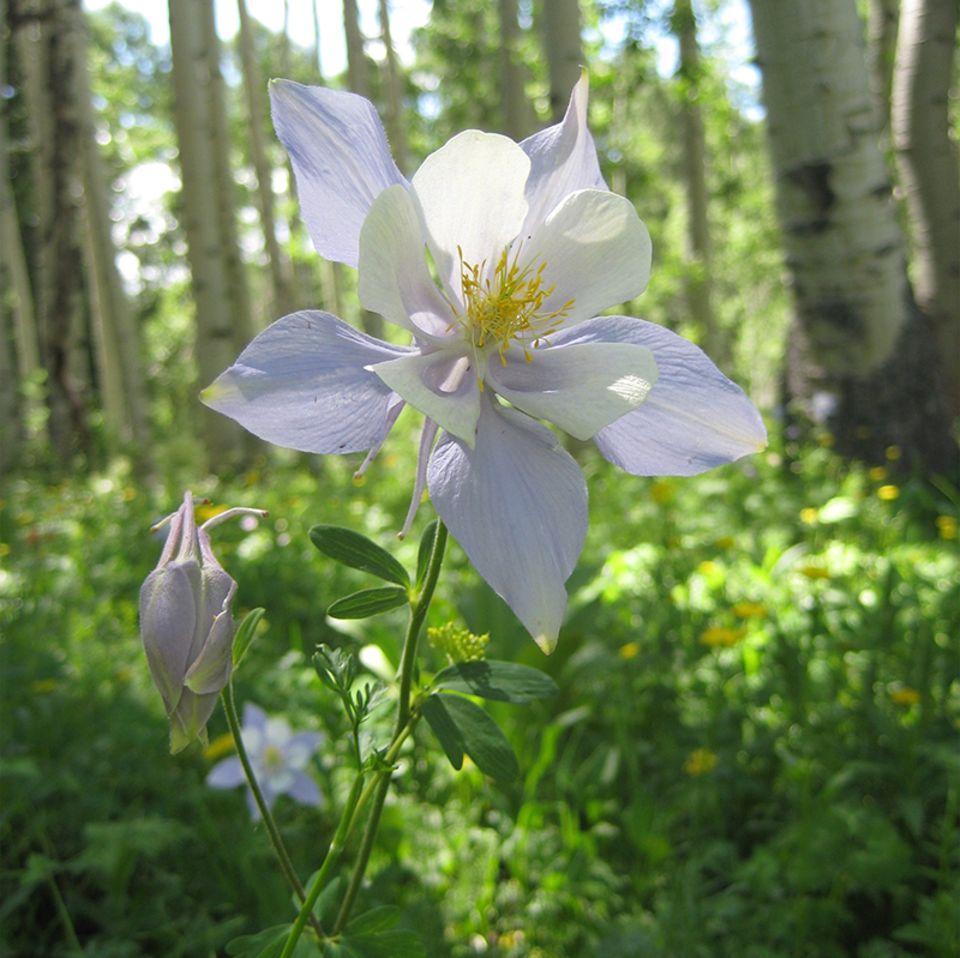 Allergien: Rocky Mountain Columbine Blume im US-Bundesstaat Colorado