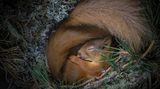 Neil Anderson/ Wildlife Photographer of the Year