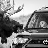 Guillermo Esteves/ Wildlife Photographer of the Year