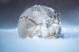 Andy Parkinson/ Wildlife Photographer of the Year