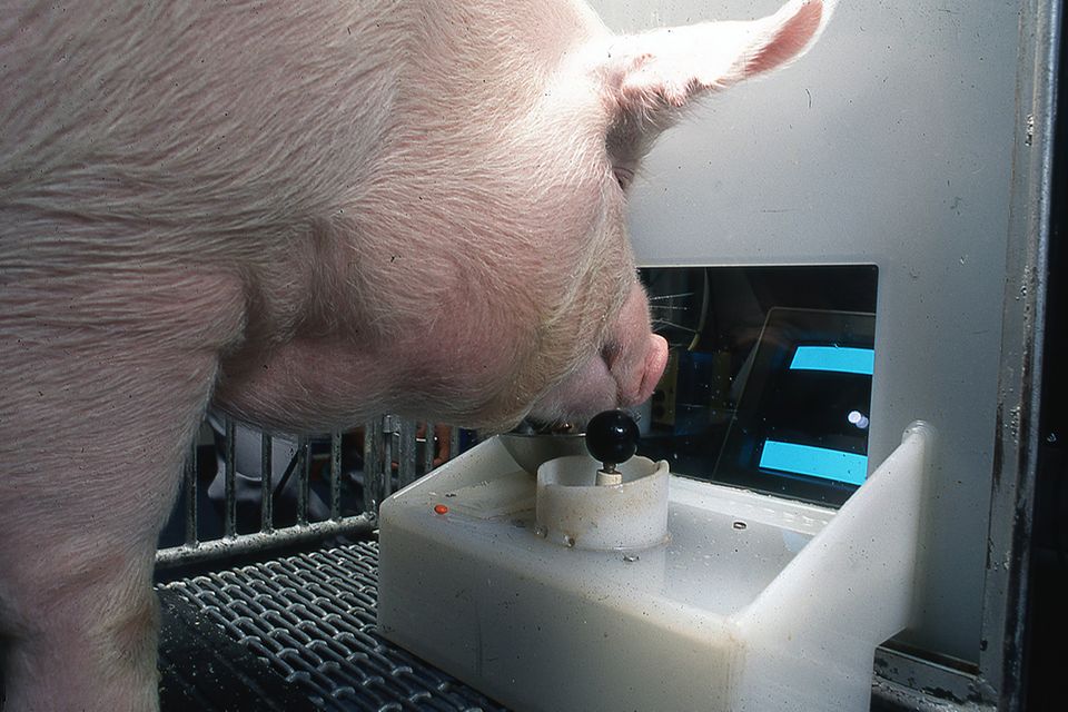 Schwein beim Experiment mit dem Joystick