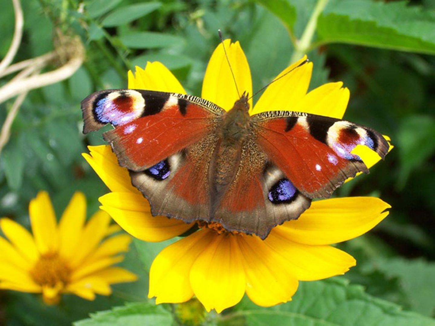 Euer Foto der Woche! - Bild 3