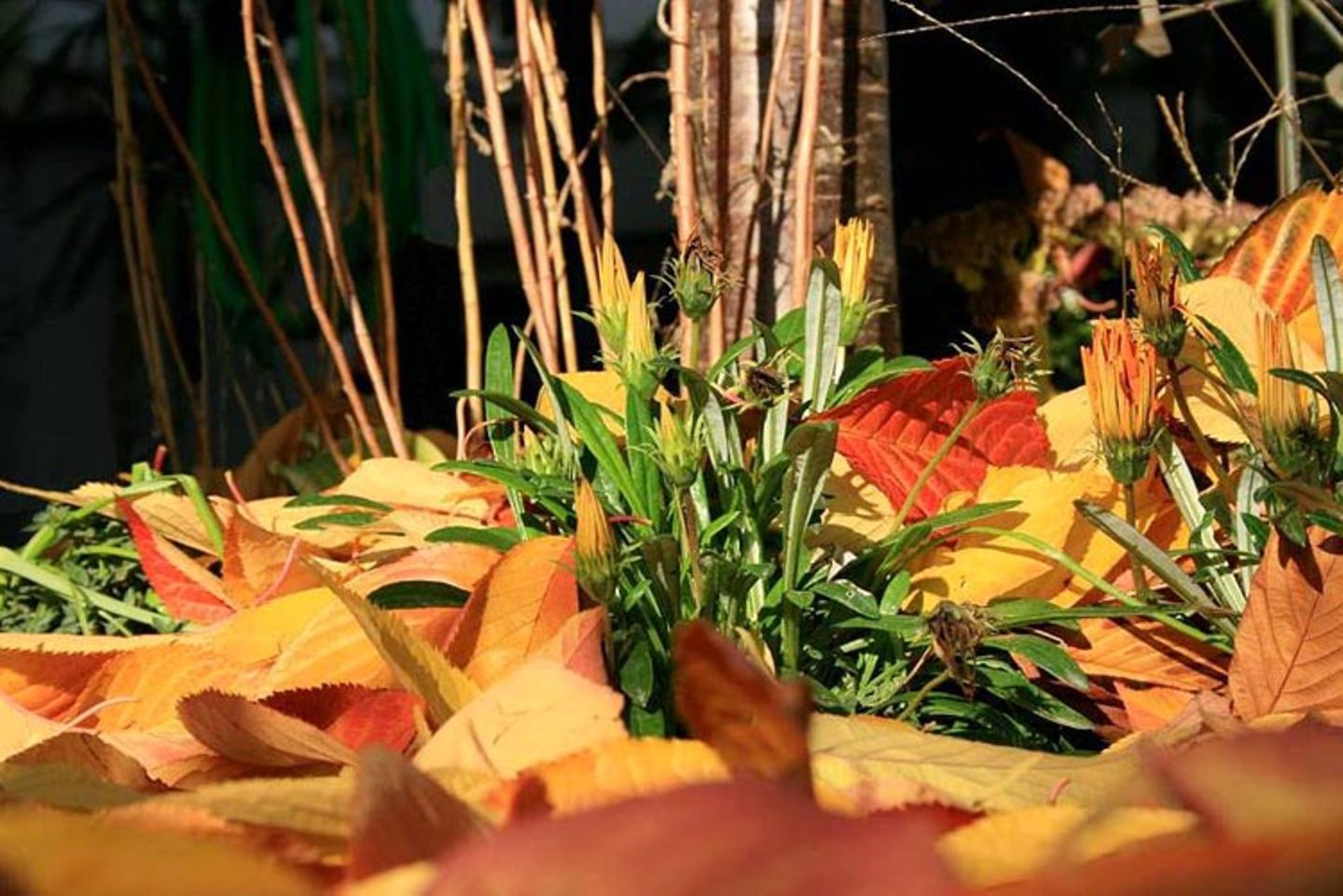 Euer Foto der Woche! - Bild 88
