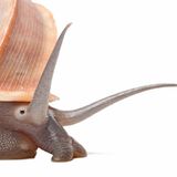 Landdeckelschnecke