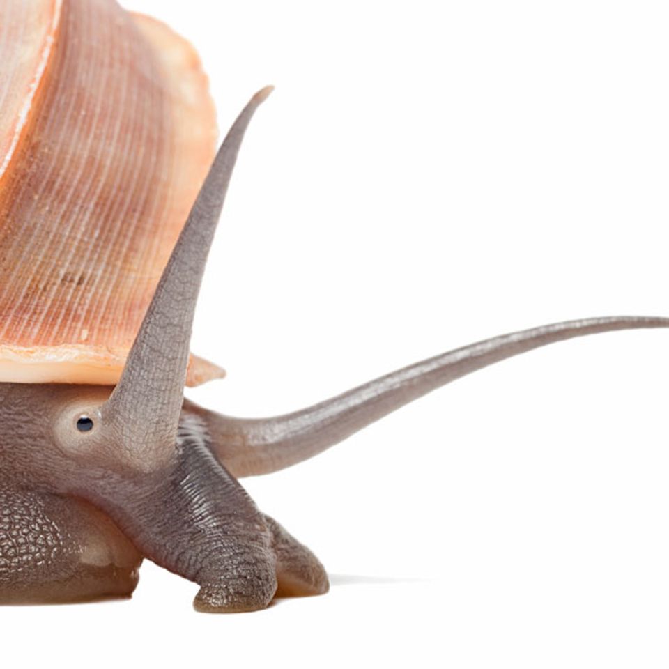 Landdeckelschnecke