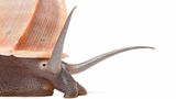 Landdeckelschnecke