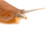 Pfannkuchenschnecke
