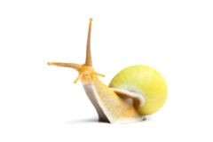 Baumschnecke