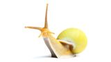 Baumschnecke