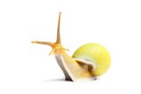 Baumschnecke