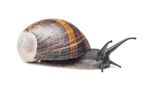 Landschnecke