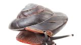 Baumschnecke