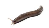 Schwarze Wegschnecke