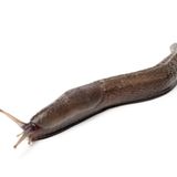 Schwarze Wegschnecke