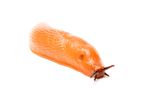 Rote Wegschnecke