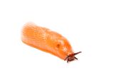 Rote Wegschnecke