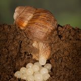 Weinbergschnecke
