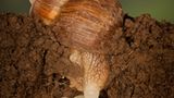 Weinbergschnecke
