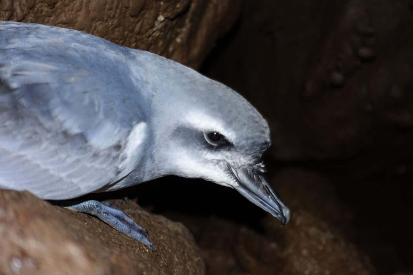 Kleiner Sturmvogel